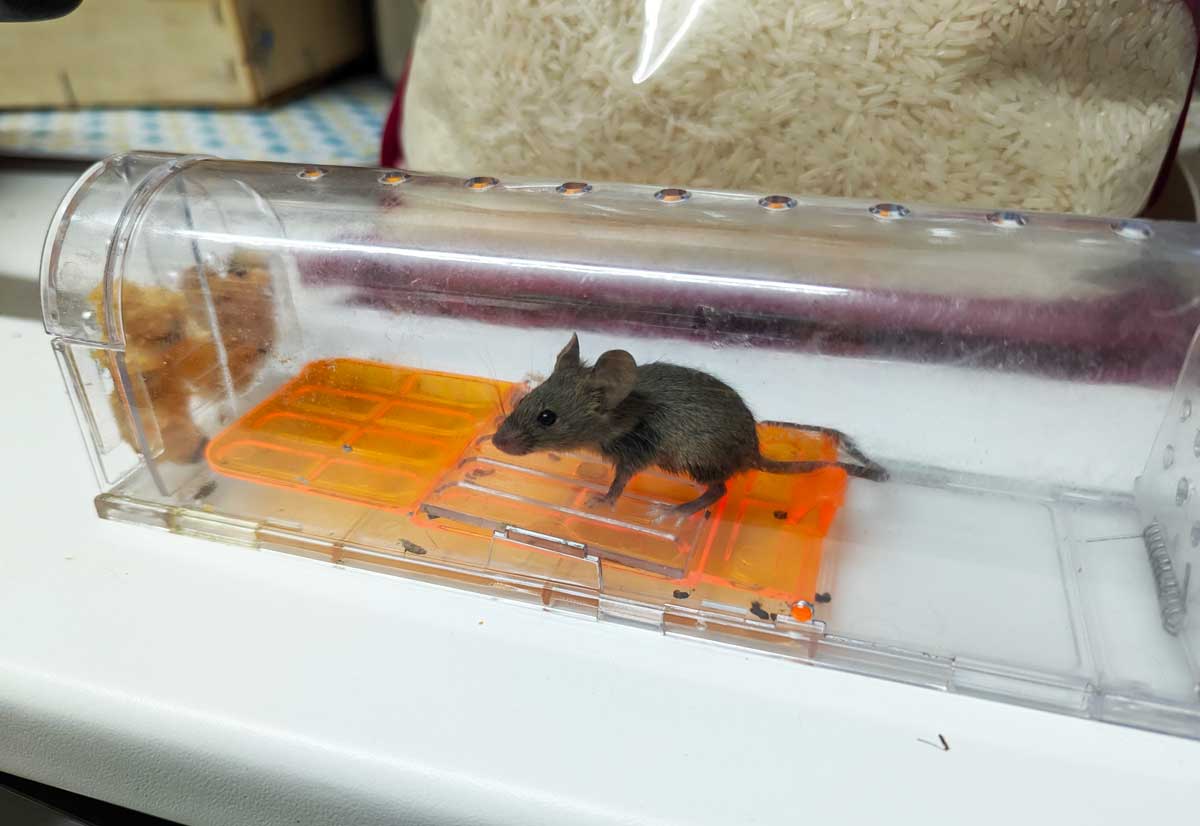 Test : comment se débarrasser des souris rapidement sans le tuer ?